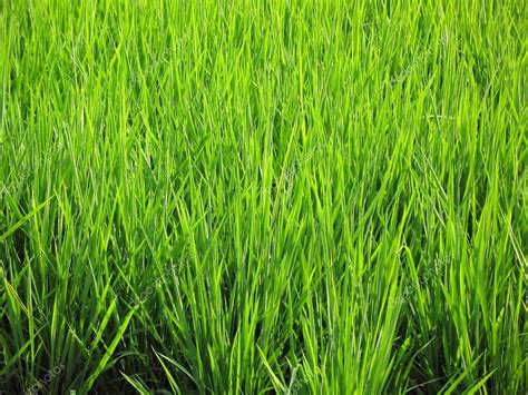 Rice Plants — Stock Photo © Shiyali 1216032