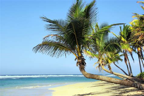 Mamak megat dewa punya respon. Bagaimana Pohon Kelapa Bisa Tumbuh di Pantai - Bahkan di ...
