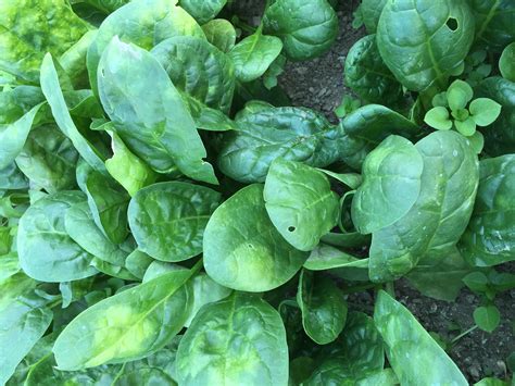 Spinach Downy Mildew, Seed and Root Maggots, Frost Dates - IPM Pest ...