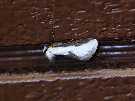 Mesquite Stinger Moth Norape Tenera Dragoons Az 8 20 Flickr