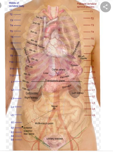 Picture Of What Is Under Your Rib Cage The Spleen Sits Under Your Rib