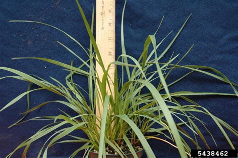 Tall Fescue Festuca Arundinacea