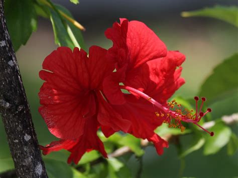 Keywest.com | travel tips for visitors to key west, florida, with advice and information on things to do, places to stay, where to eat, family and pet friendly looking for the best places to shop during your #keywest visit? Visions From Key West