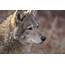Wolf Predator Snout Portrait Fur Wolves Wallpapers HD / Desktop 