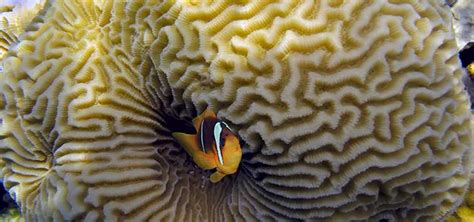 Closed Brain Coral Species Tropical Fish Hobbyist Magazine