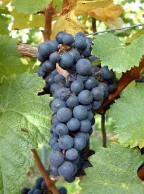 Каберне Дорса - сорт винограда