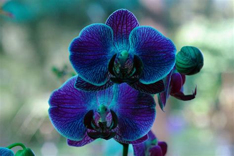 La Historia De Las Orquídeas Y Su Mensaje Crisol Life