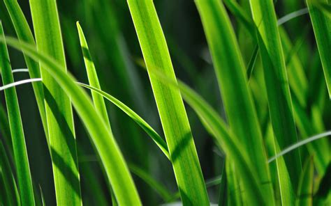 Download Wallpaper 3840x2400 Grass Leaves Plant Green Macro 4k