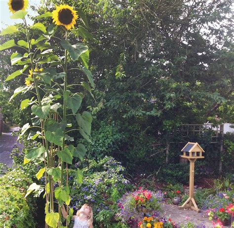 A Quick Guide To Giant Sunflowers Suttons Gardening Grow How