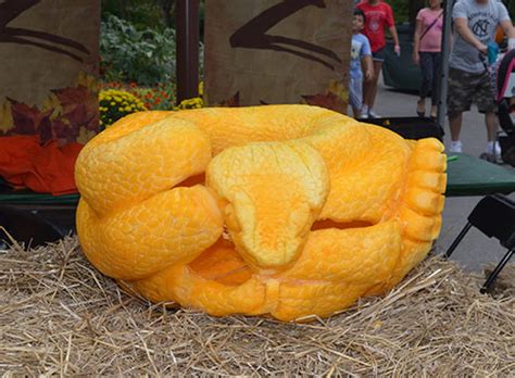 Masters 3d Pumpkin Carving Competition Nitas Fruit And