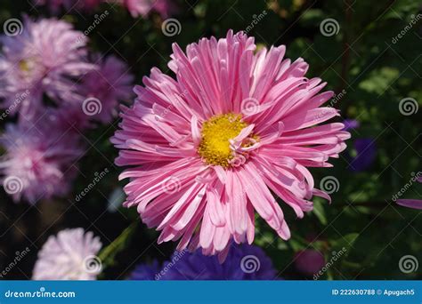 View Of Pink Flower Of China Aster From Above Stock Photo Image Of