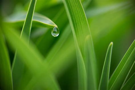Grass Dew Drops Macro Green Wallpapers Hd Desktop And Mobile