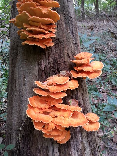 Orange Mushrooms Growing On Tree At Castlewood State Park Flickr