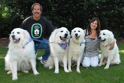 Visit our thrift stores and your purchases will save homeless pets! Great Pyrenees Rescue of Atlanta | Great pyrenees dog ...