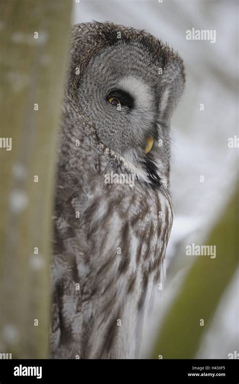 Beard Owl Strix Nebulosa Winter Wood Zoo Game Park Branch