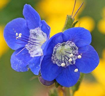Hyacinth, as it is commonly known, or hyacinthus, asparagaceae, is a group of plants grown from bulbs in a range of colors including white, yellow, pink, purple, and blue. Phacelia viscida - Buy Online at Annie's Annuals ...