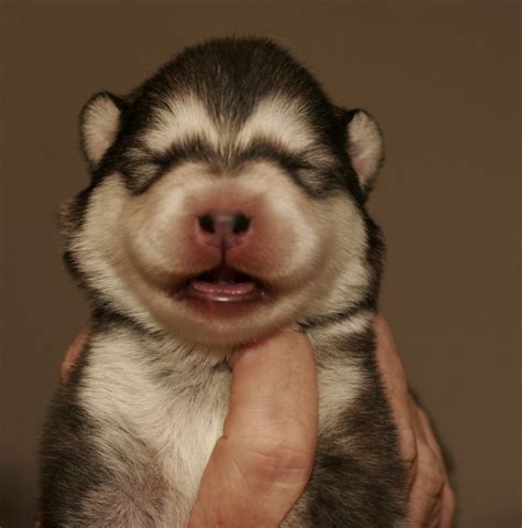Bei abgabe sind die welpen mehrfach entwurmt ,gechipt und geimpft. Welpen 6 Tage alt - Alaskan Malamute Kennel Issues of Yukon