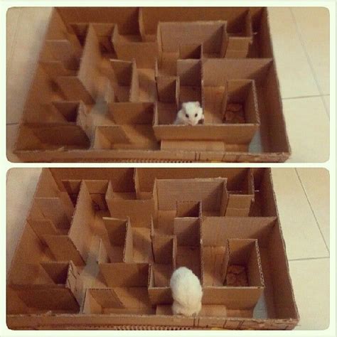 Hamster Caught Cheating At Maze Hamster Diy Diy Hamster Toys