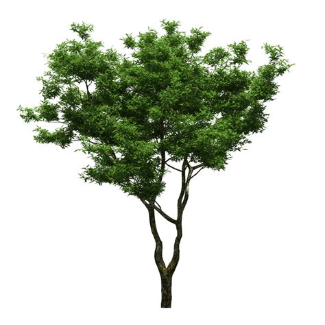 园林绿树树木透明png设计图树木树叶生物世界设计图库昵图网