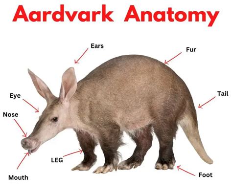 Aardvark History And Some Interesting Facts
