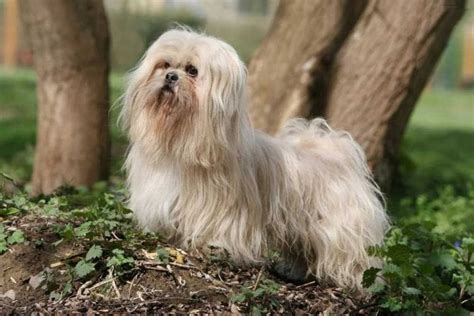 Lhasa Apso Information And Dog Breed Facts Pets Feed