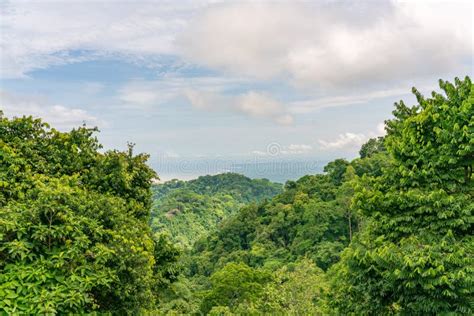 Tropical Rainforest In Costa Rica Stock Photo Image Of Central