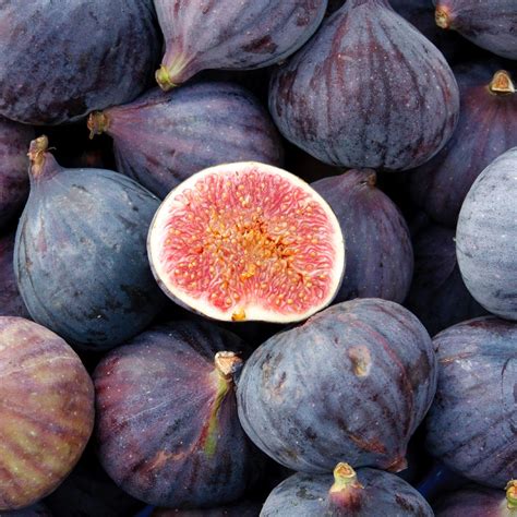 Lsu Purple Fig Trees For Sale