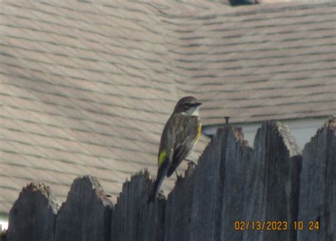 Nestwatch Yellow Rumped Warblers Nestwatch