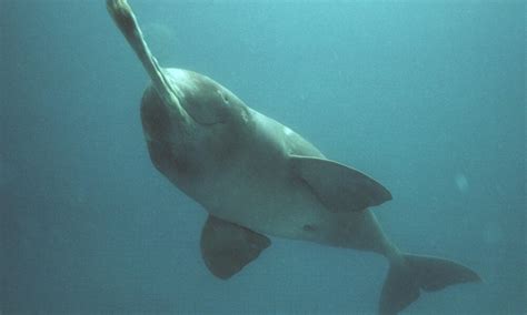 ganges river dolphin extinct