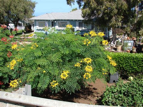 These plants grow fast and are fairly immune to insect and disease problems, bishop says. Images of Caesalpinia pulcherrima | Fast growing trees ...