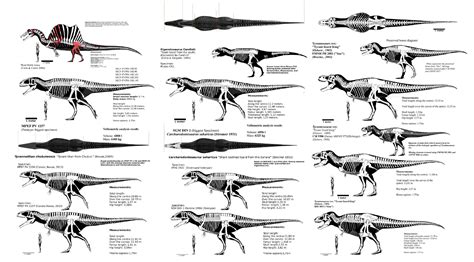 Big Theropod Skeletals Franoys Dinosaurs