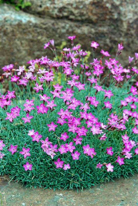 15 Drought Tolerant Groundcovers You Dont Have To Water All The Time