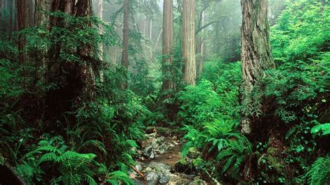 Green Landscapes Trees Jungle Rainforest 1920x1080