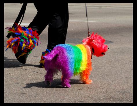 Have You Ever Seen A Rainbow Coloured Dog Before Yahoo Answers