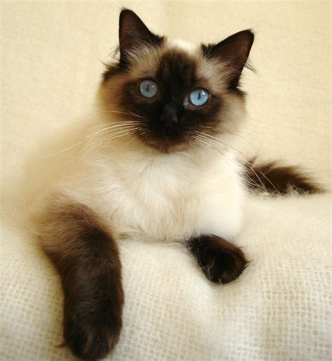 Seal Point Ragdoll Except My Kitty Has White Paws Cats Siamese Cats