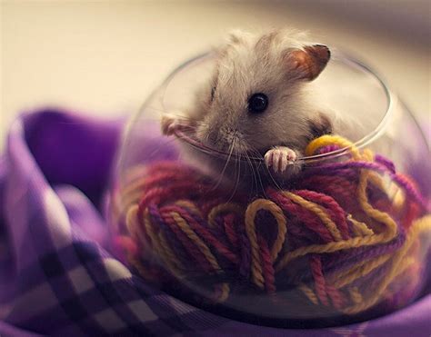 Cutest Hamster Photos