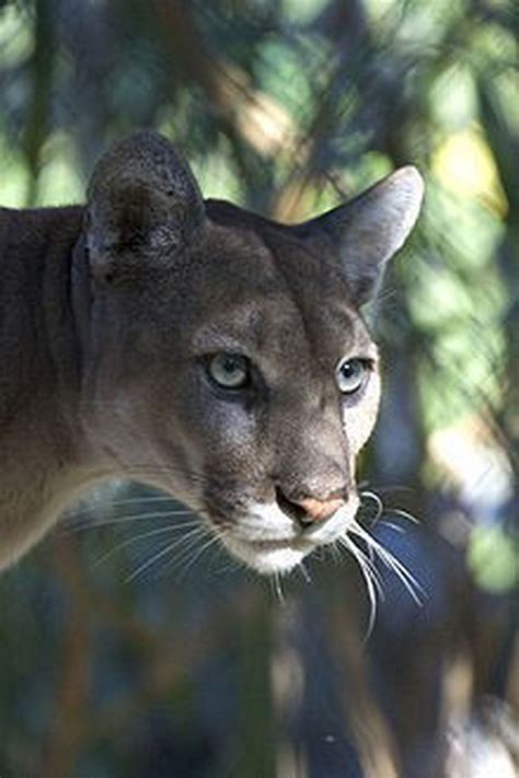 Endangered Florida panther killed: Reward offered for tips leading to those responsible ...