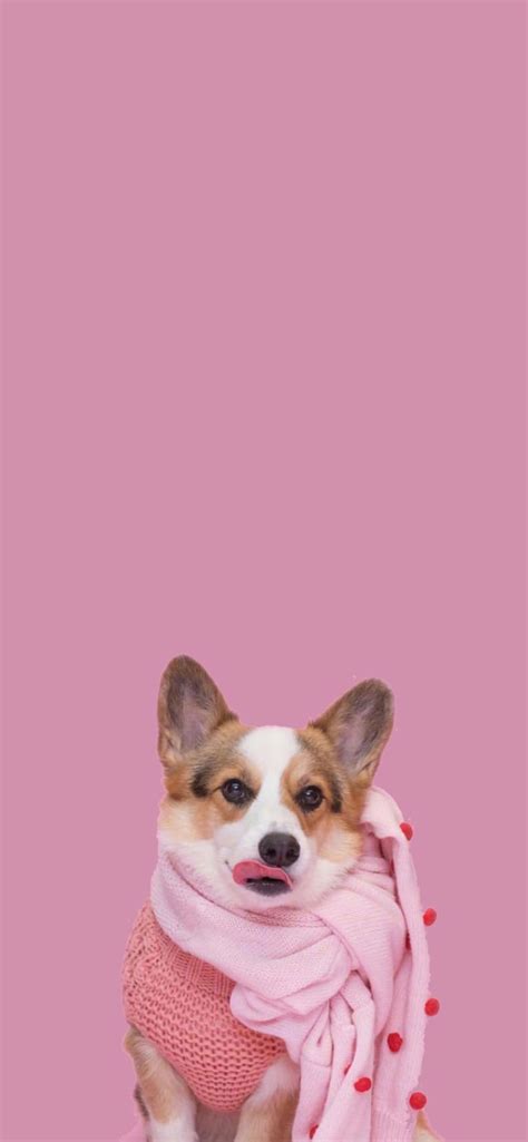 Pin On Dog Phone Wallpapers