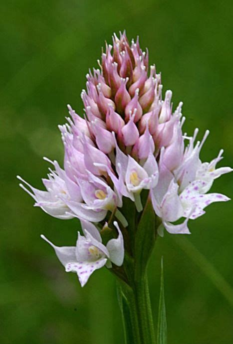Wild Orchid Of The Dolomite Alps In Northeastern Italy Photo Edwina