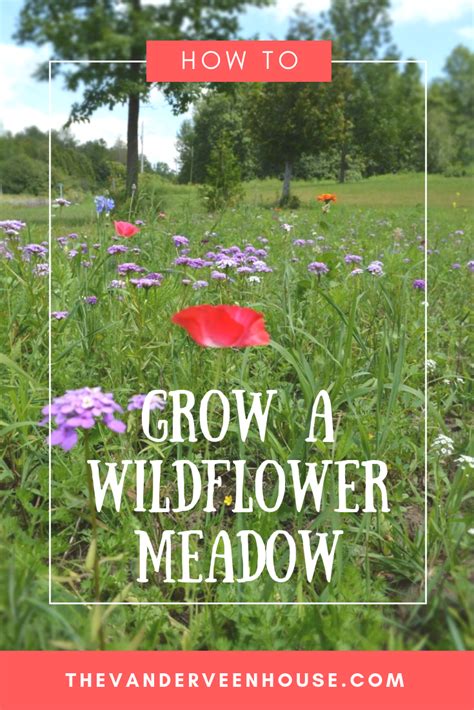 How To Grow A Wildflower Garden Wildflower Garden Meadow Garden
