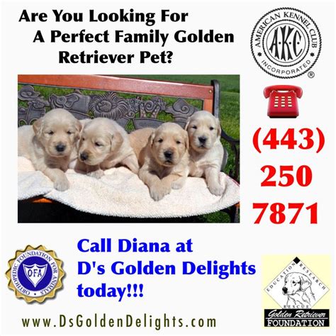 If you have then you know how extremely. NEW JERSEY GOLDEN RETRIEVER PUPPIES DELAWARE GOLDEN RETRIEVER PUPPIES VIRGINIA GOLDEN RETRIEV ...