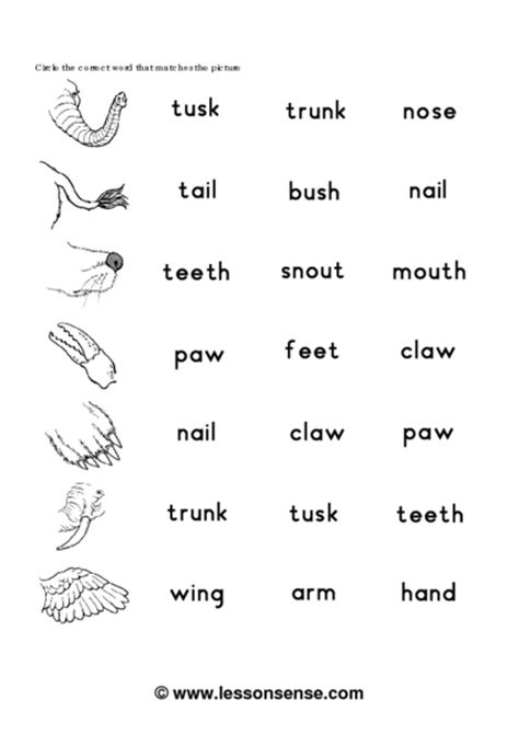 Some of the worksheets for this concept are parts of the body work, body parts work 1, grade 1 sample lesson plan unit 1 my body, vocabulary body parts, unit 1 the human body, look read and choose the correct a b or c, lesson. Animal Body Parts Vocabulary Worksheet for 1st - 2nd Grade ...