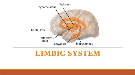 Solution Limbic System Studypool