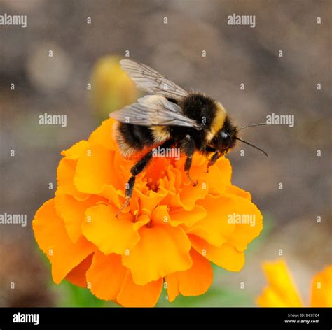 Bumble Bee And Flower Hi Res Stock Photography And Images Alamy