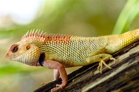 If possible, keep dogs and cats out of the garden area, as they will eat the skinks. Oriental Garden Lizard by Neel Shah (с изображениями ...