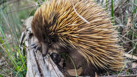 10 Endangered Australian Animals In Need Of Wilderness Society