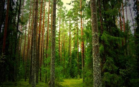 HD Pine Forest Wallpaper Download Free