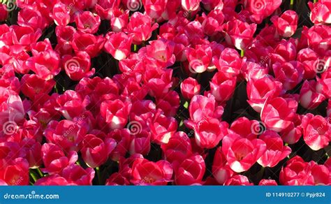 Dark Pink Tulips In A Flowering Tulip Field Stock Image Image Of Dark