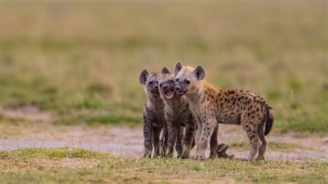 26 Baby Hyena Wallpapers Wallpapersafari