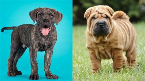 Cane Corso Shar Pei Mix Info Pictures Traits And Facts Hepper